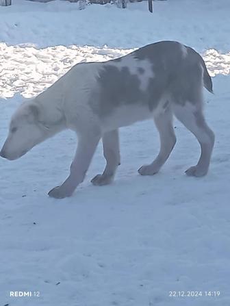 Алабай мальчик 4 месяца