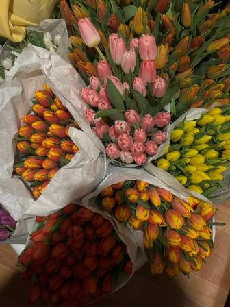Продажа тюльпанов опт и розница