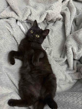Ищет дом котенок 3,5 месяца ласковая малышка с охотничьим инстинктом.