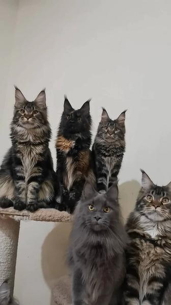 Подрощенные котята Мейн Кун