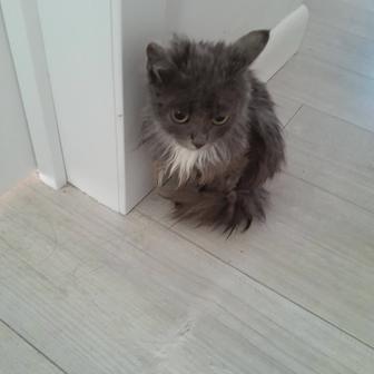 Отдам котенка