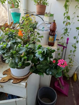 Продам цветок Каланхоэ