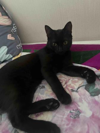 Отдам кошку даром