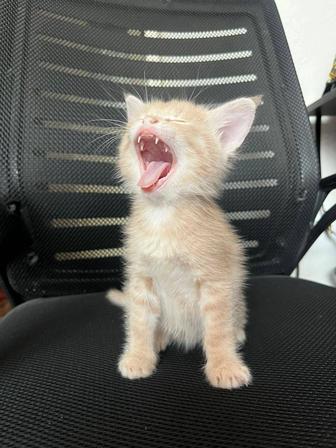 Активный Котенок мальчик