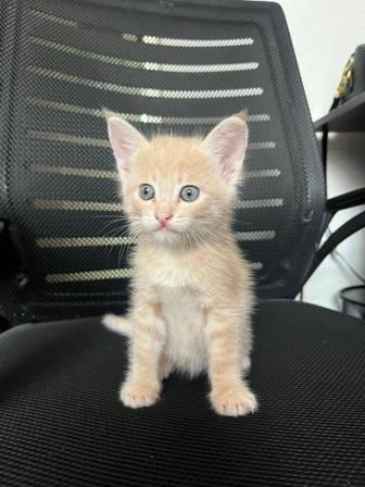 Котенок мальчик