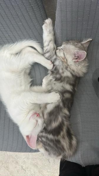 Отдам котят 2 мес в добрые руки