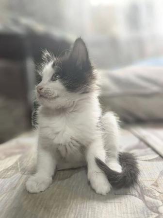 Отдам котят в хорошие руки