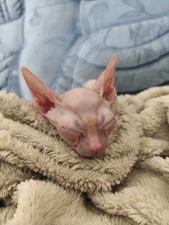 Продам донского сфинкса