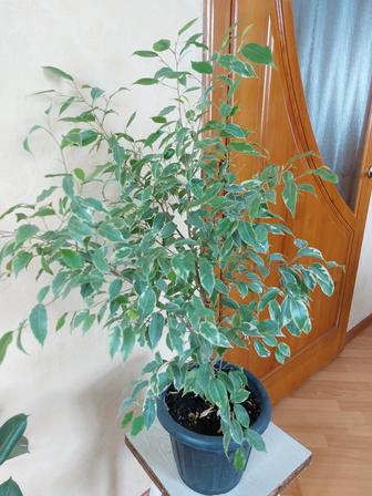 Продам комнатные цветы