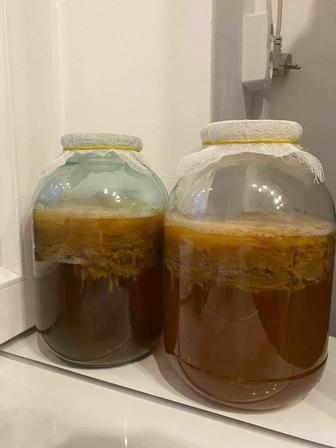 Чайный гриб, комбуча, отдам бесплатно