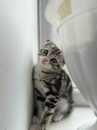 котенок
