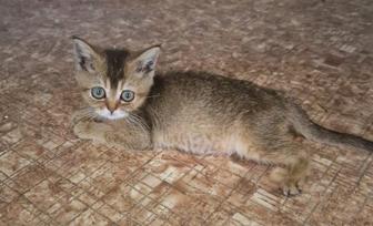 Британские котята Алматы