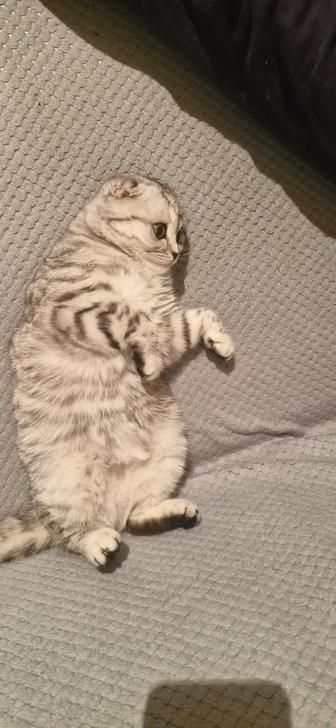 Шотландская вислоухая