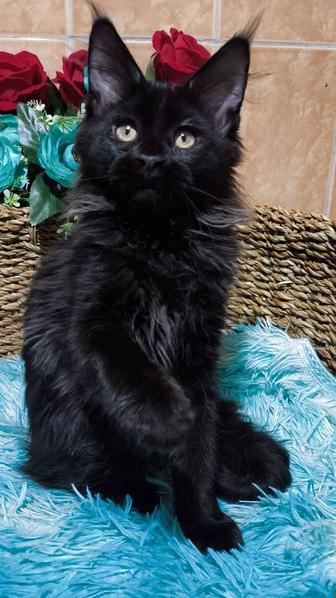 Крупные котята - МЭЙН КУНЫ