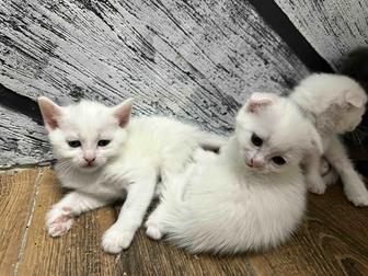 британские котята