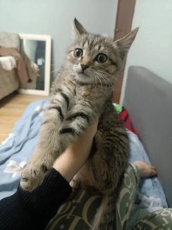 Отдам котенка