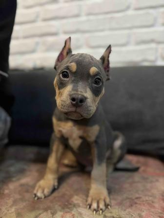 Щенки американский булли