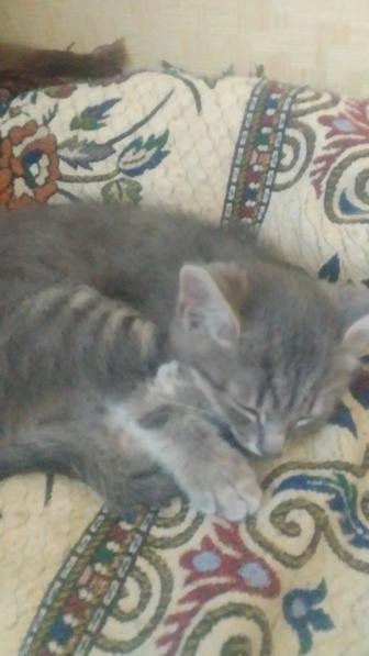 Кошки