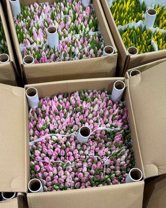 Голландские и Белорусские тюльпаны оптом / Прямые поставки / Art Flowers