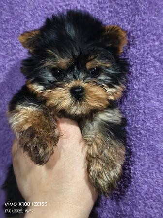 Шикарная йорочка,бэби фэйс, эксклюзив