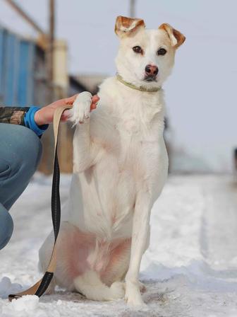 Собака Джесси 3 года