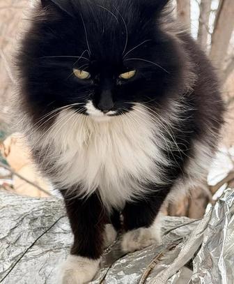 Шикарный котей мурчун