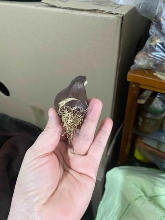 Луковицы голландских тюльпан