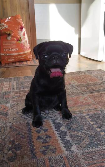 Продаётся мопсик