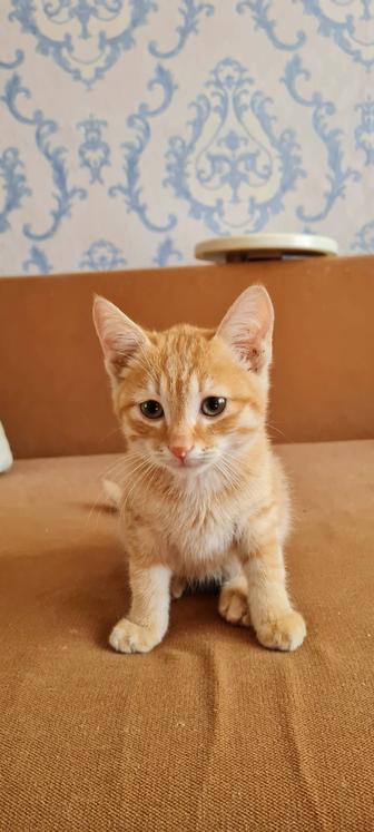 Отдам котенка мальчика в добрые руки, к лотку приучен, ласковый, игривый
