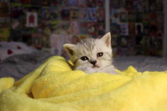 Котята шотландская вислоухая