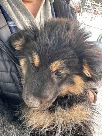 Щенок-девочка ищет семью