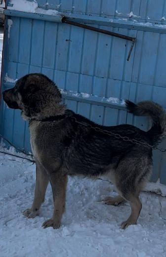 ОТДАМ БЕСПЛАТНО АЛАБАЙ СУКА