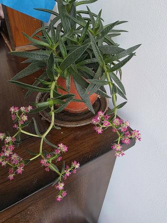 Комнатные растения, крассула