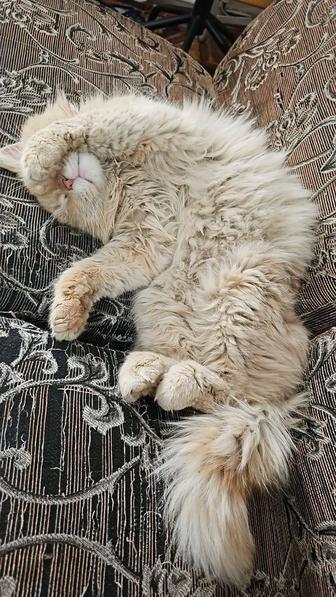 Рыжий сибирский кот