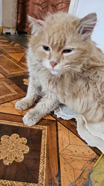 Рыжий сибирский кот