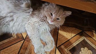 Рыжий сибирский кот