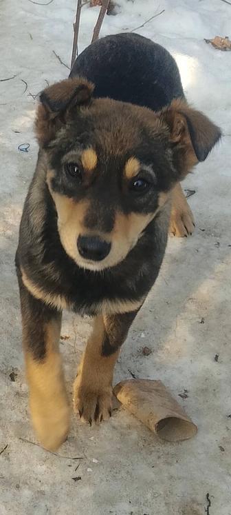 Подрощеннве щенки