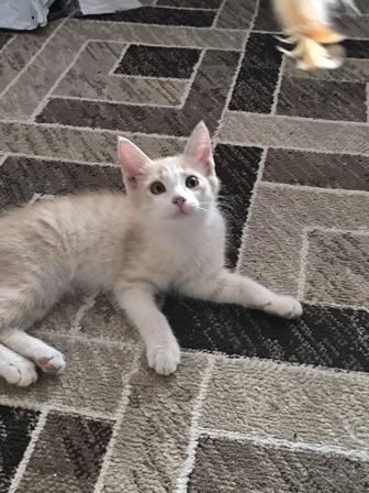 Котятам нужен дом