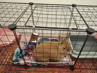 Отдам кролика в добрые руки