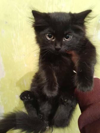 Котикам нужны добрые руки