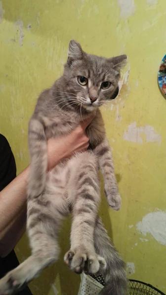 Котикам нужны добрые руки