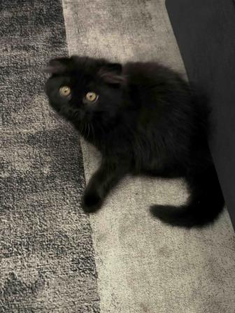 Отдам котенка, мальчик. Срочно. Началась аллергия