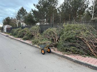 Отдам бесплатно сосновые ветки на дрова