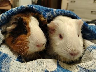 Морские свинки