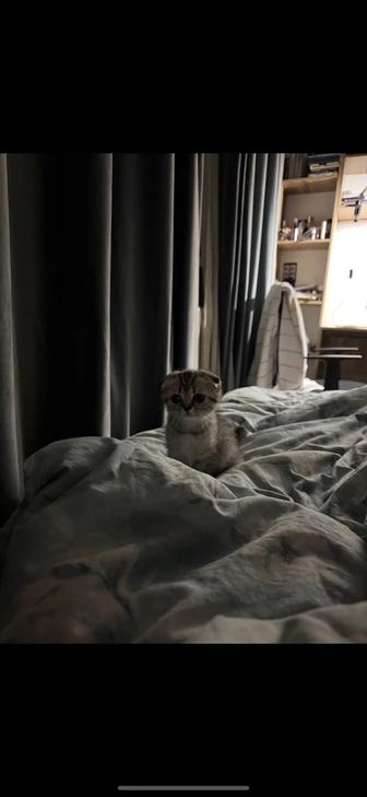 Чистокровный шотландский вислоухий котенок