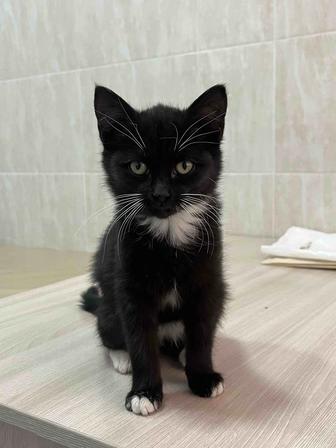 отдам котенка в добрые руки
