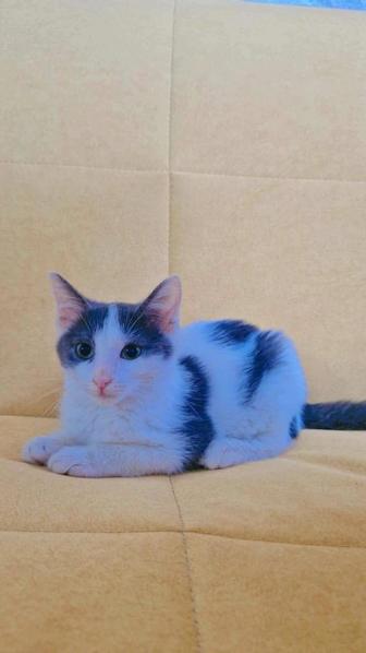 Отдам даром животные кошки