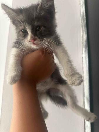 Отдам котенка