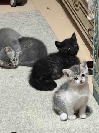 Котята двухмесячные