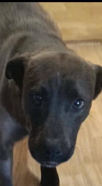 Полупородная молоденькая умная собака ищет дом, не на цепь